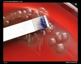 vibrio cholerae positive oxidase test